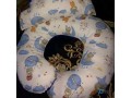 loazm-rdyaa-llnom-small-2
