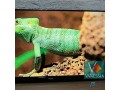 televiseurs-geant-small-5